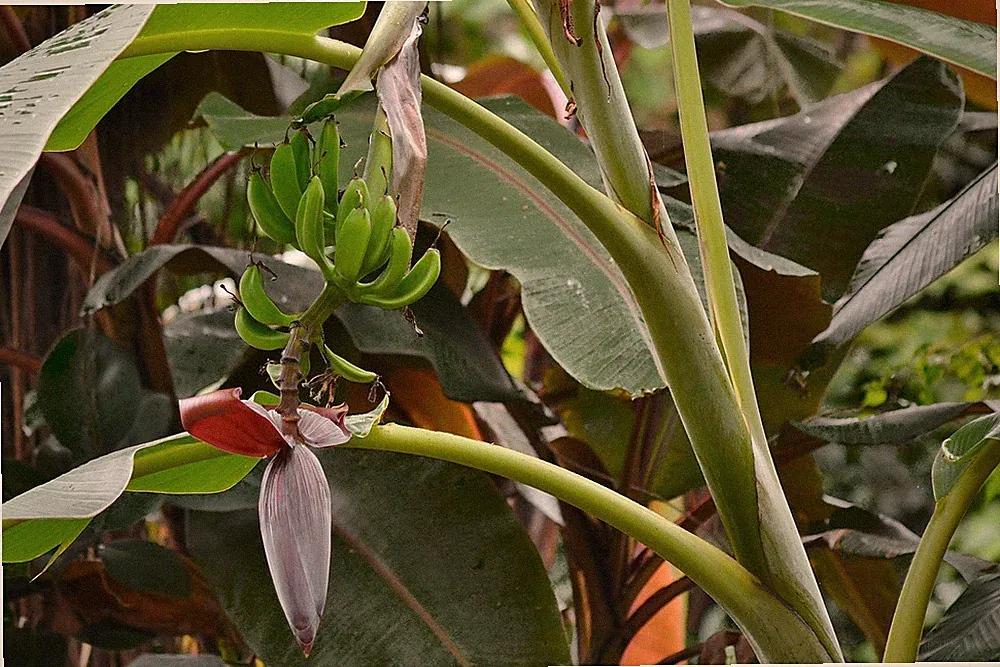 2 x winterharte Gebirgsbananen - Palmen exotische Pflanzen im für den Garten