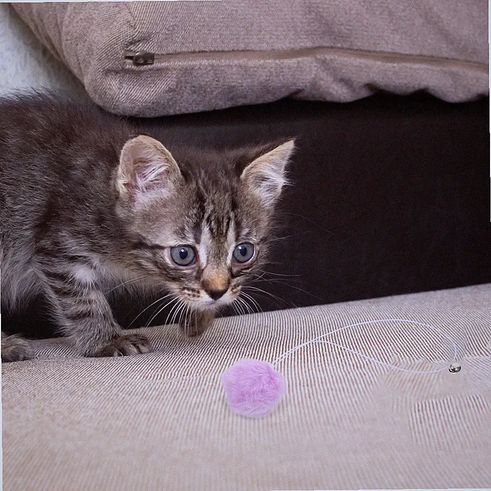 4 Pcs Katzenbälle Mit Seil Katzenspielzeug Bällen Kratzbaumzubehör Für