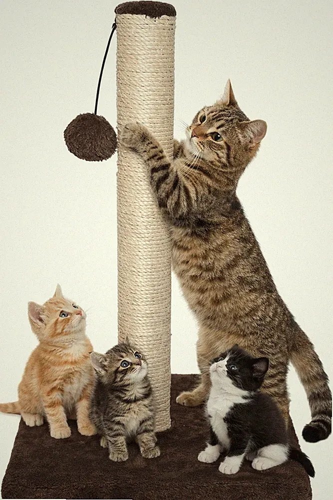 40 cm Plüsch Katzenkratzbaum von Ram Ideale Spiel- & Dehnlösung für Katzen Neu