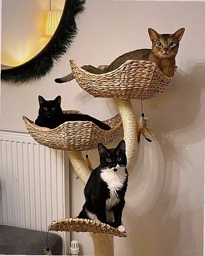kratzbaum katze blume