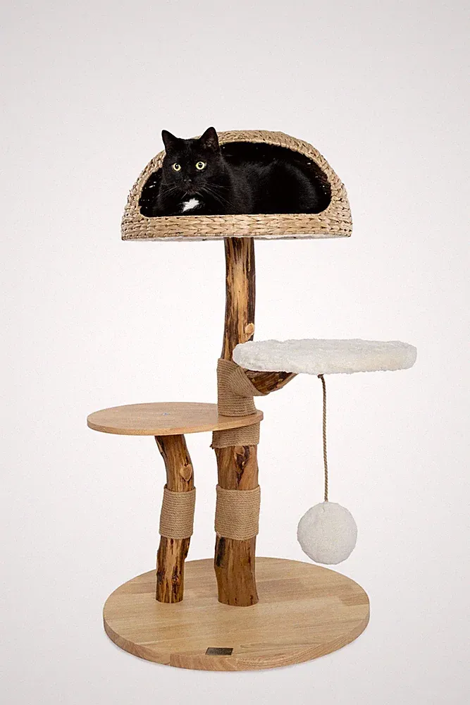 bontoy Kratzbaum