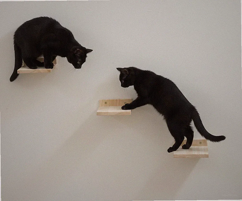 Lottchen Catwalk Katzentreppe Massivholz Stufen Kletterwand Wandkratzbaum