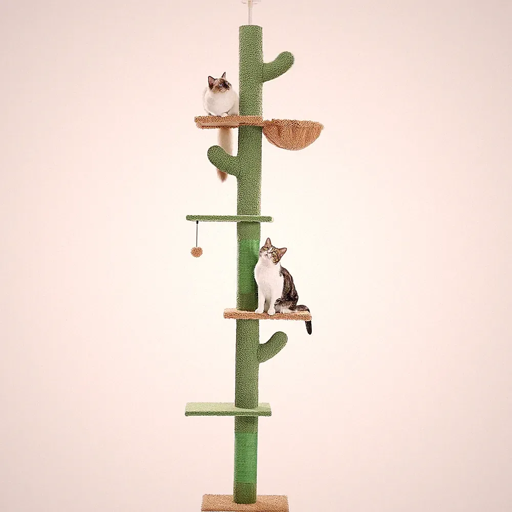Purpurra Kratzbaum Kaktus, mit Deckenspanner, 5-stöckig, 228-274cm
